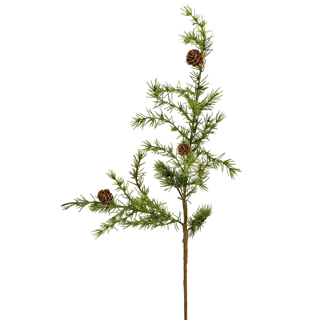 Pflanze, Baum, Konifer, Tanne, Lärche