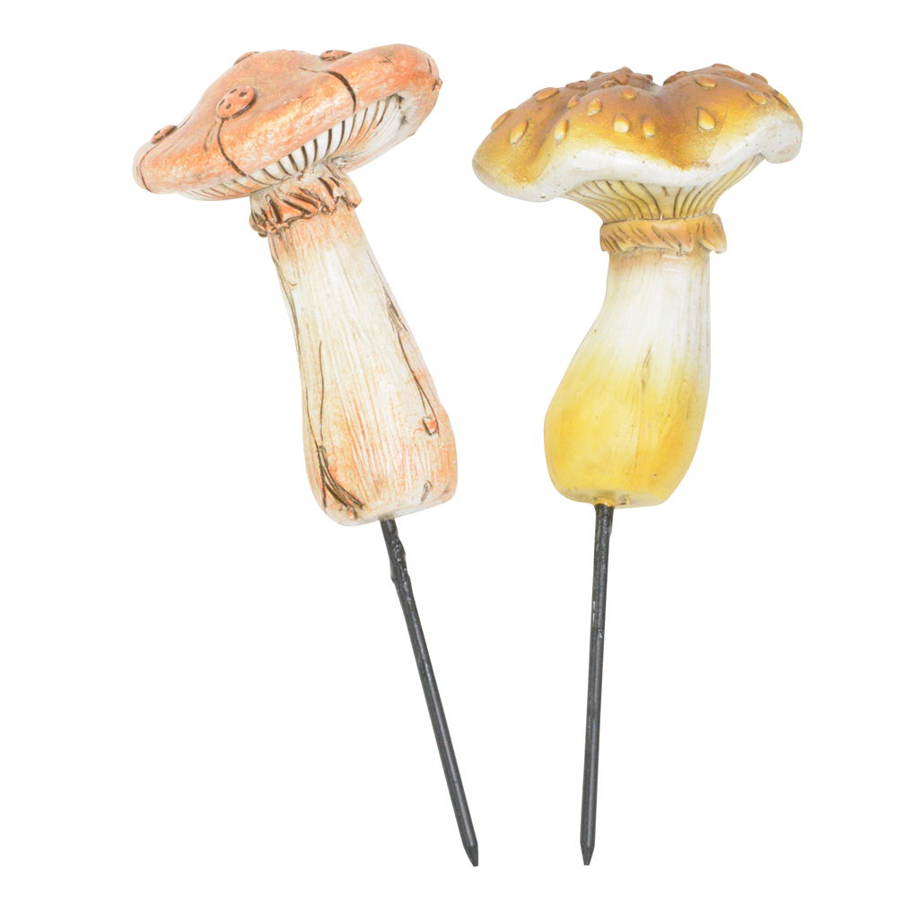 Fungus, Pflanze