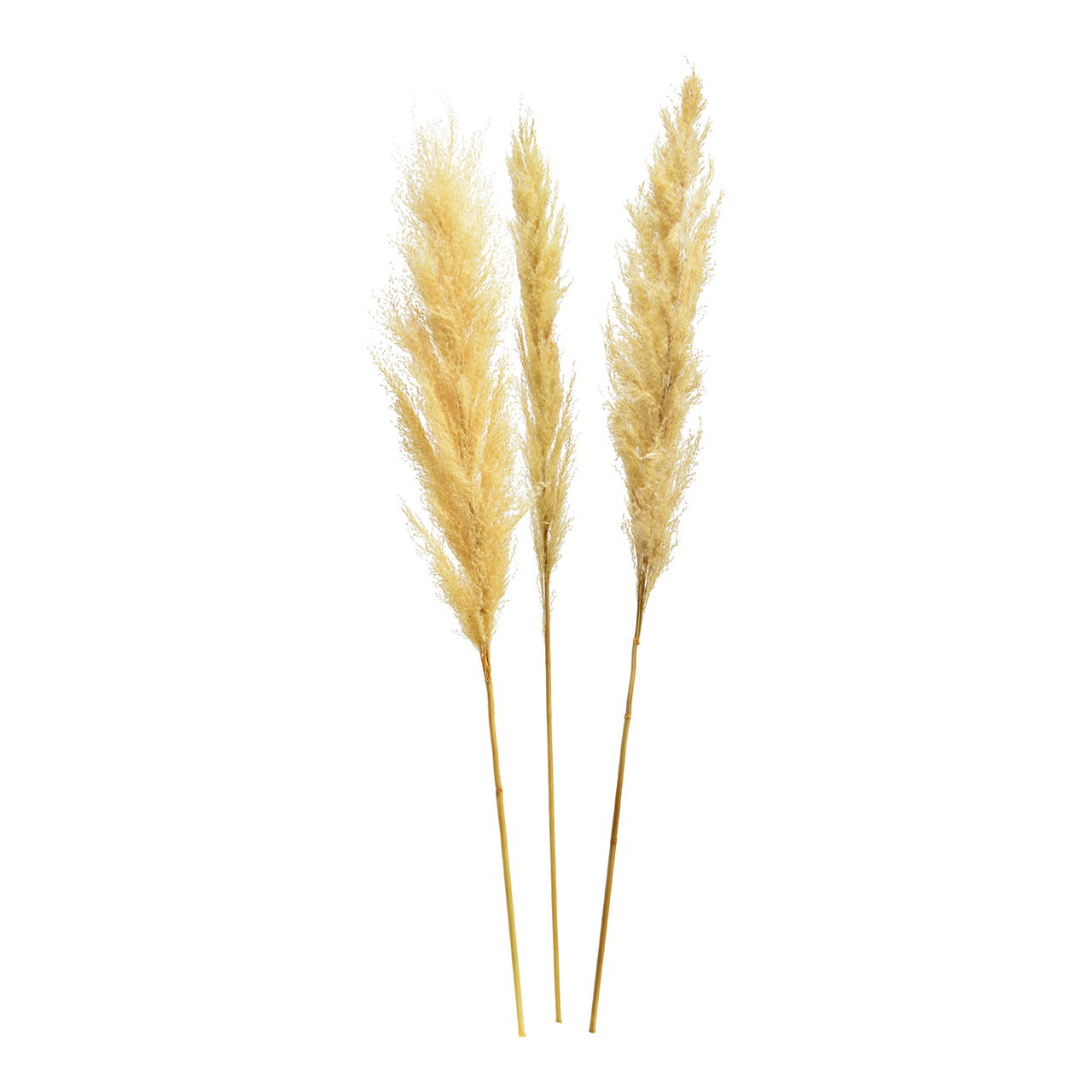 Pampas grass set of natural material cream set of 3, (H) 100-115cm