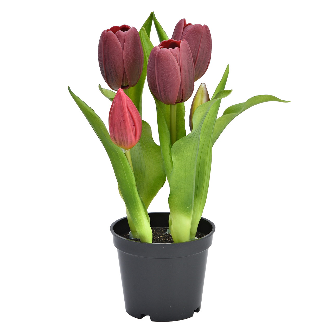 Tulipes en pot, contenant 5 tulipes, dont 3 fleurs écloses et 2 boutons fermés, en plastique violet (L/H/P) 12 x 32 x 12 cm Tulips, Flowers, Pot plant, Purple, Green foliage