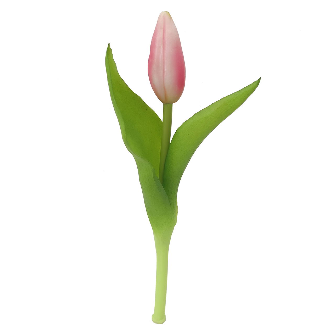 Blume, Pflanze, Tulpe
