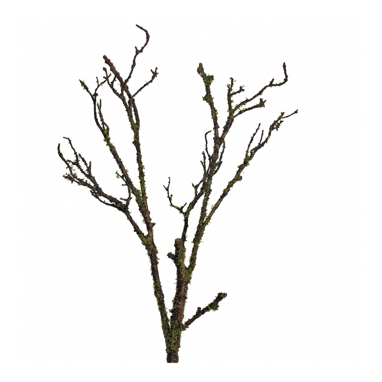 Ast mit Moos Braun grün (H) 71cm Ast mit Moos Braun grün (H) 71cm