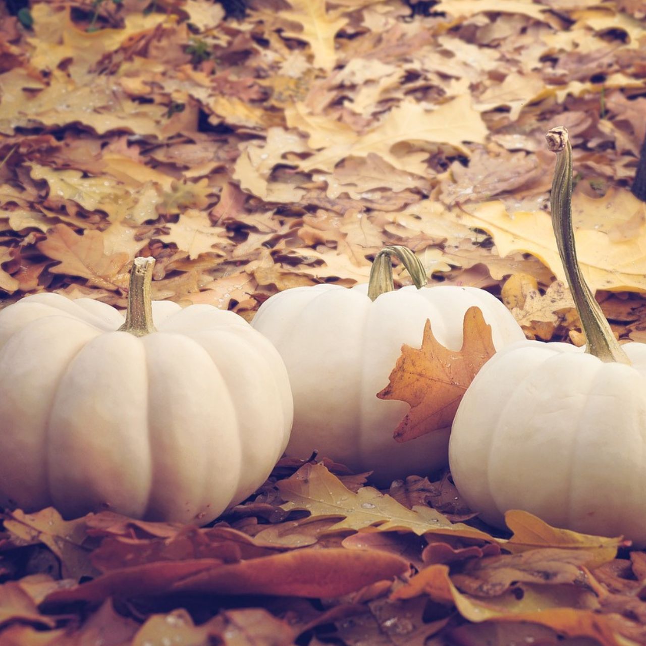 Blatt, Pflanze, Produzieren, Squash, Kürbis