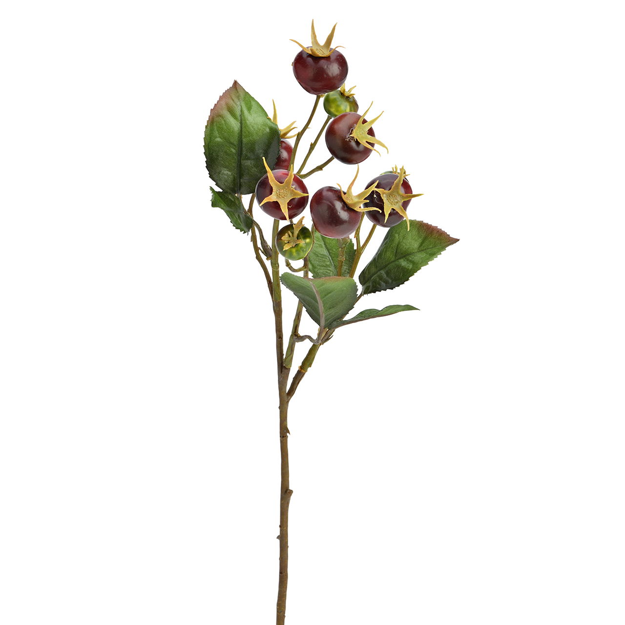 Blume, Pflanze, Rose, Blatt