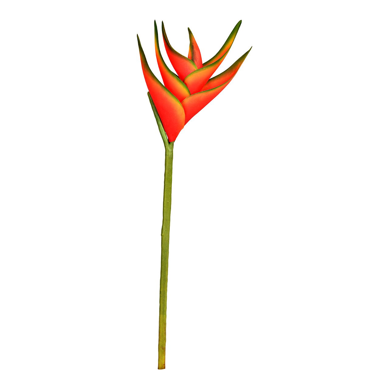 Blatt, Pflanze, Blume