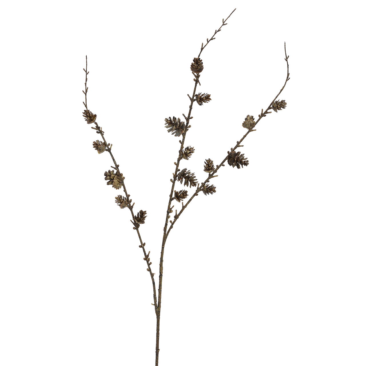 Pflanze, Blume, Blumen-Arrangement, Gras