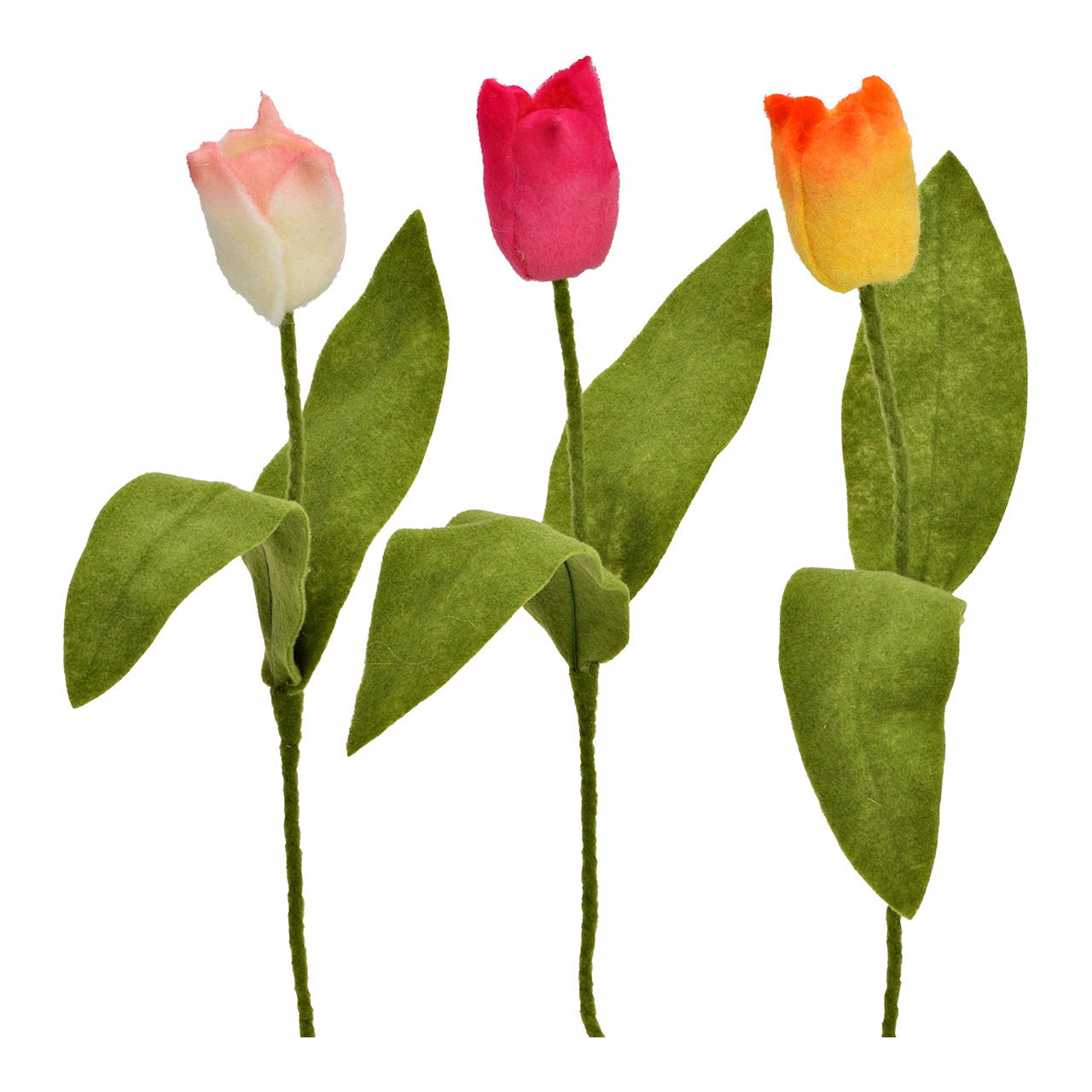 Blume, Pflanze, Rose, Blütenblatt, Blatt