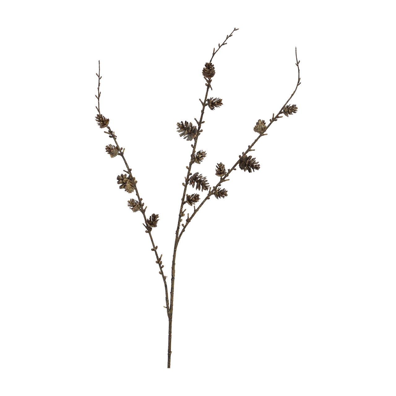 Dekozweig, Kiefernzapfen, braun, Naturmaterial, Ast