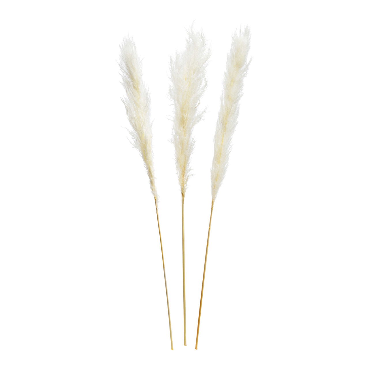 Hierba de la Pampa de material natural blanco juego de 3, (H) 100-115cm