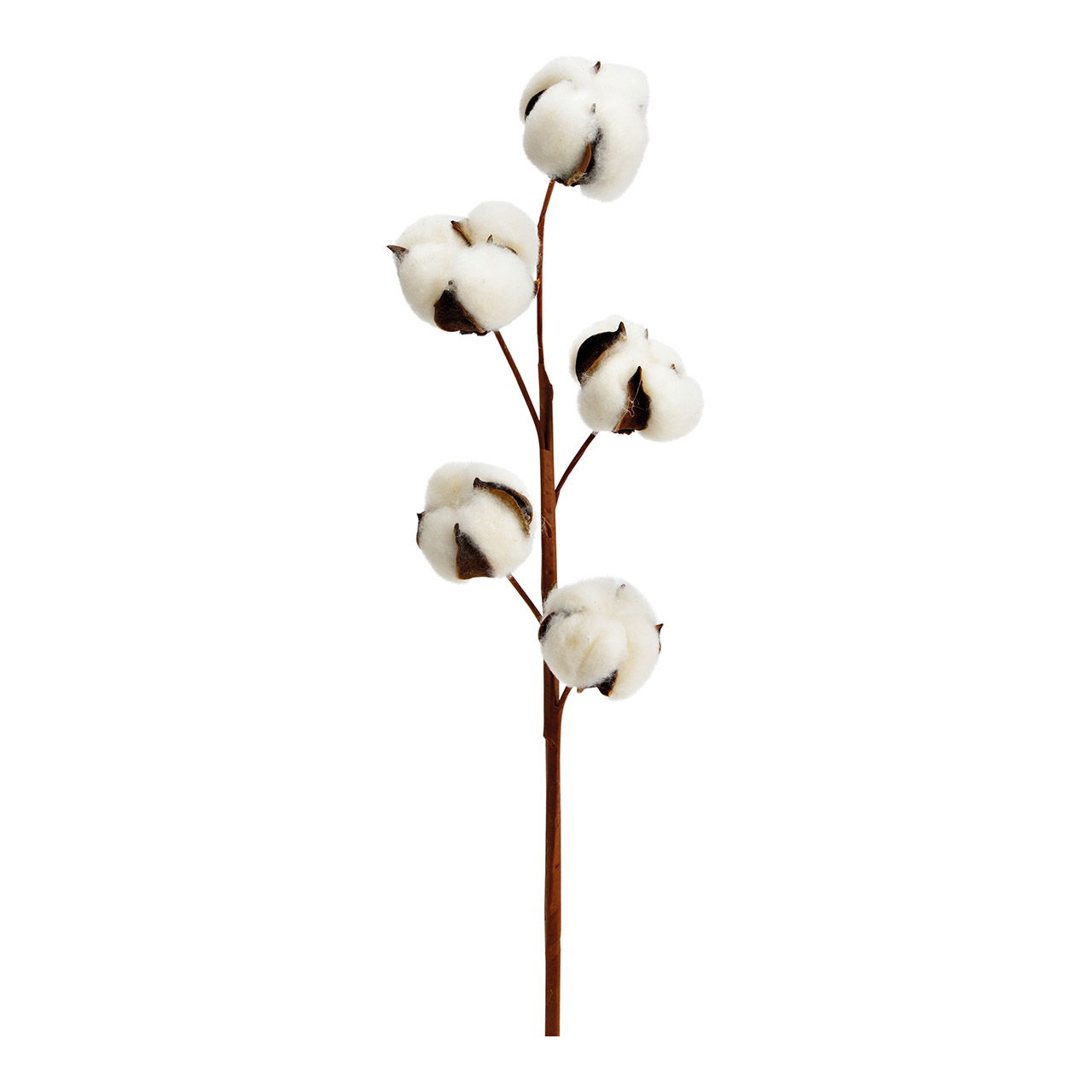 Cotton branch 5 heads of natural material nature (H) 50cm