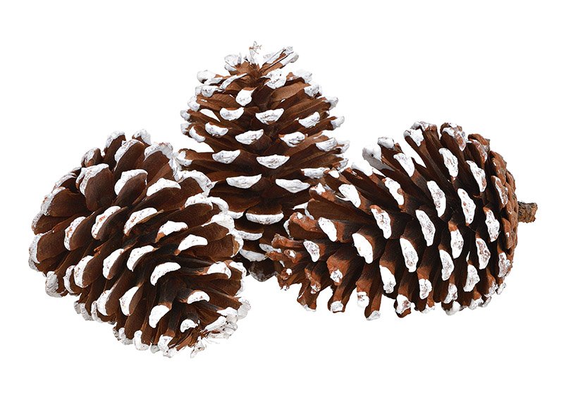 Fir cone snow finish 7x10x7cm set of wood brown 3pcs set, (w/h/d) 20x11x7cm