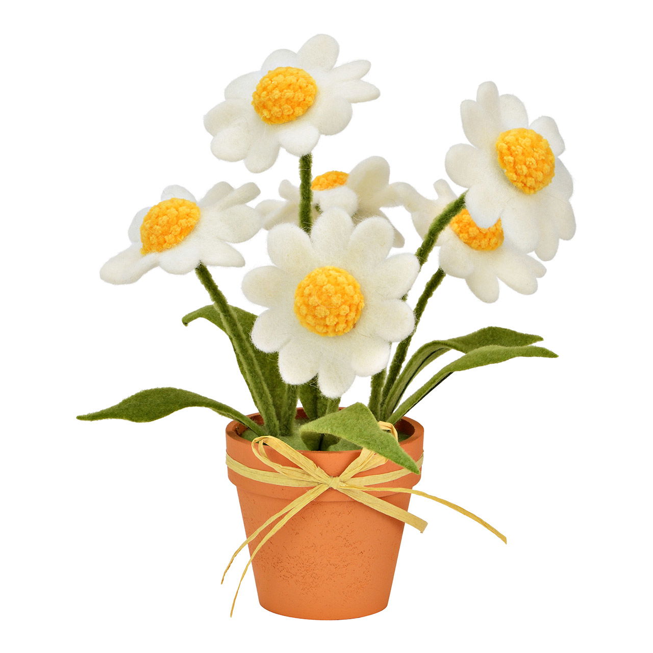 Pflanze, Blume, Gänseblümchen, Anemone, Blumen-Arrangement