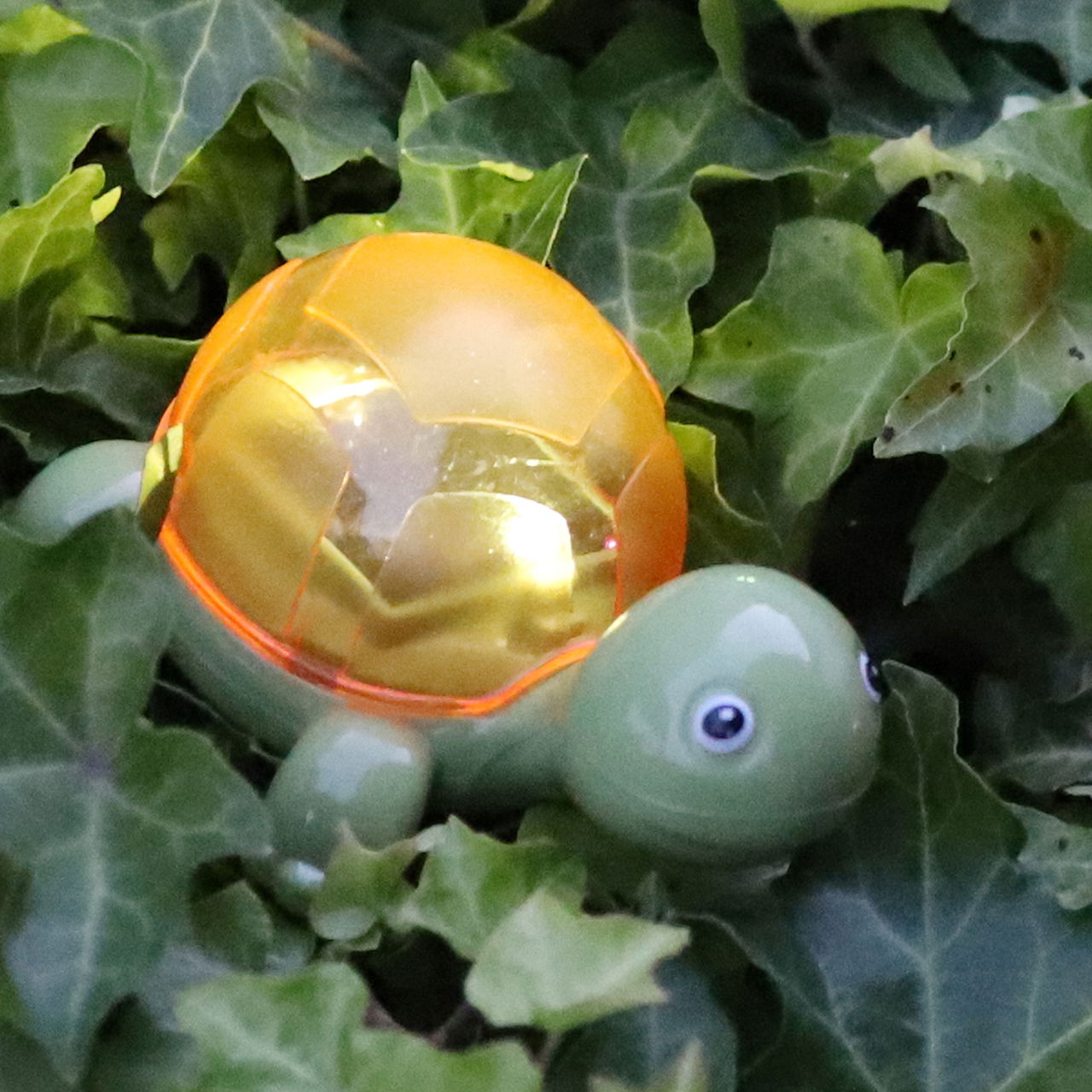 Blatt, Pflanze, Leben im Meer, Schildkröte, Sphäre