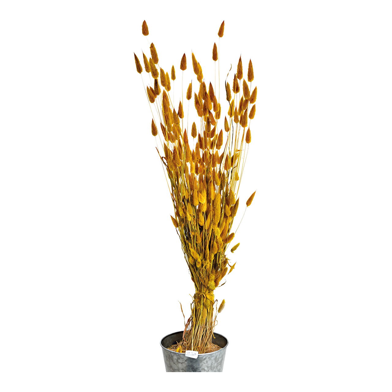 Bouquet di fiori secchi Lagurus 100g Giallo naturale (H) 50cm