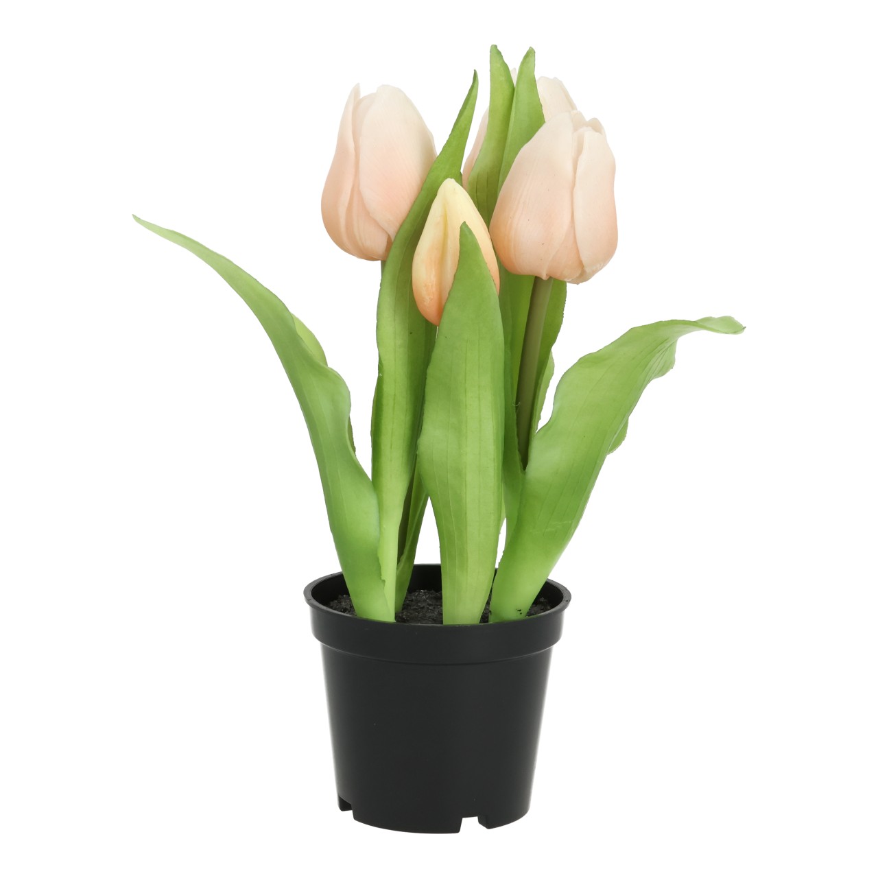 Tulpen, Topfpflanze, Blumen, Rosa, Kübelpflanze
