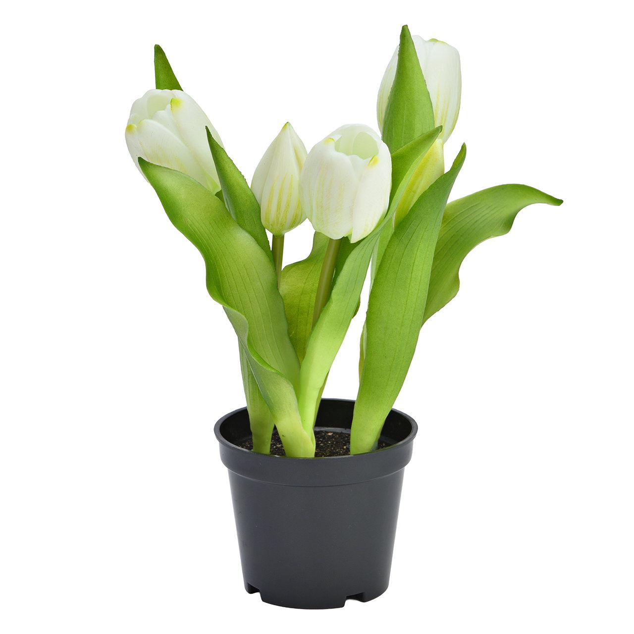 Tulpen, weiß, Blumentopf, Pflanze, Dekoration