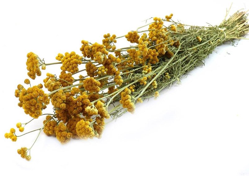 Ramo de flores secas Lonas Material Natural Naturaleza (H) 50cm