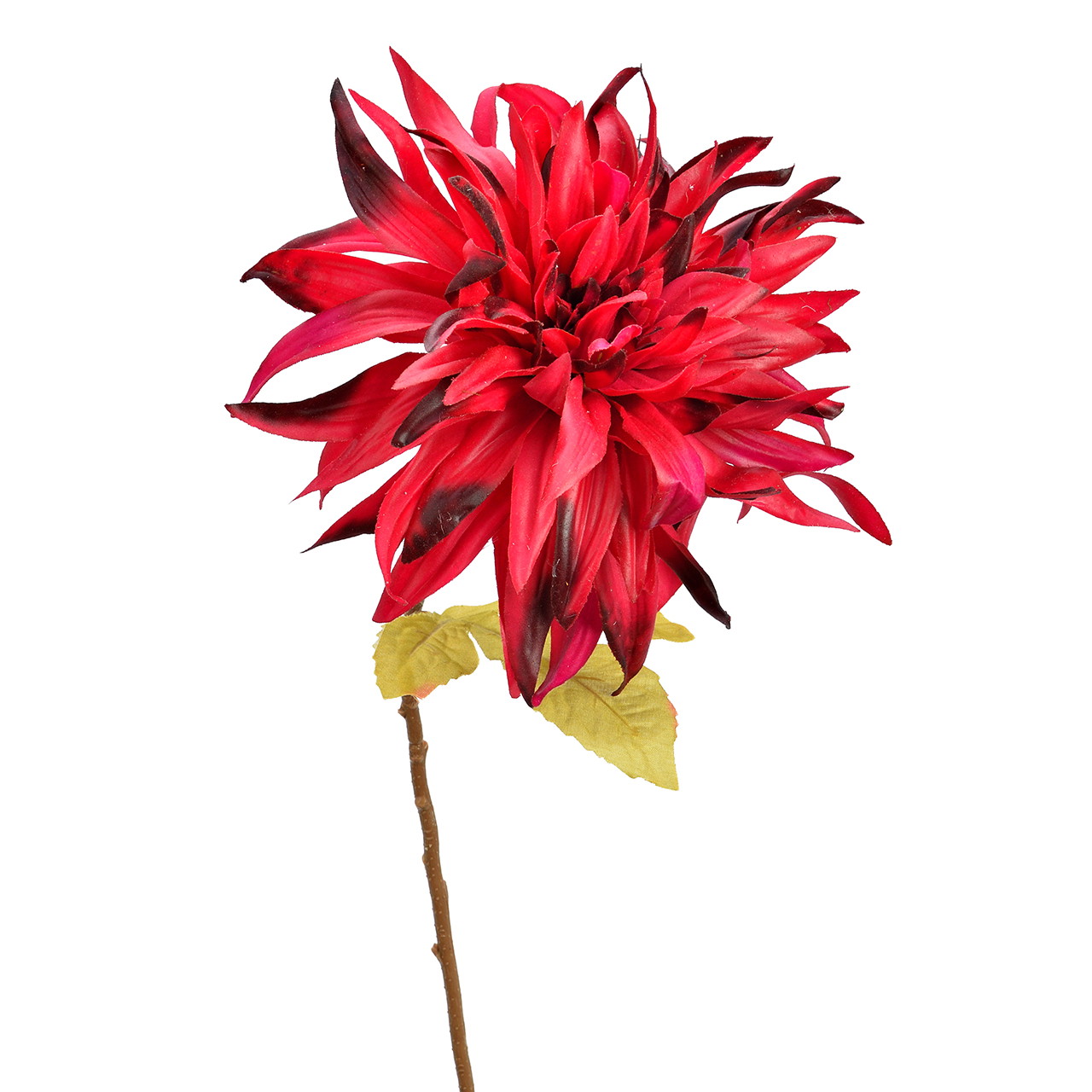 Blume, rote Blume, Dahlie, Stiel, Blätter