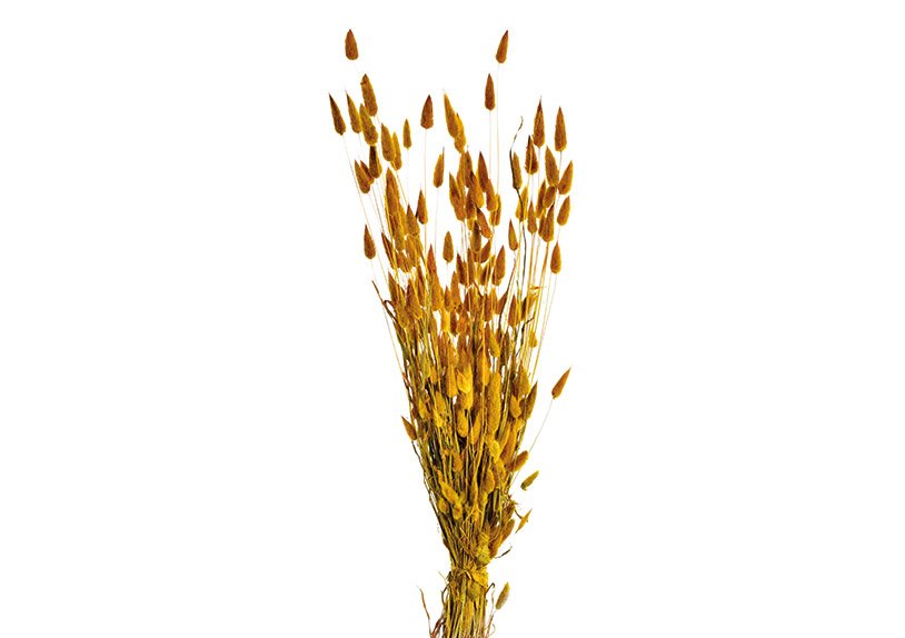Dry flower bouquet Lagurus 100g made of natural material Yellow (H) 50cm