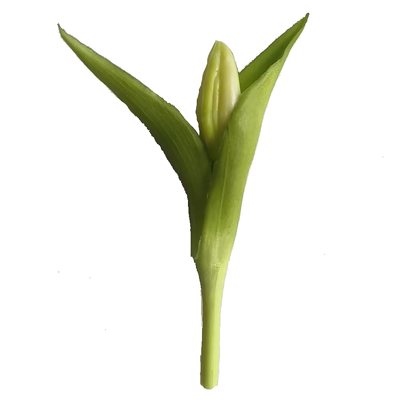 Pflanze, Blume, Knospe, Sprossen