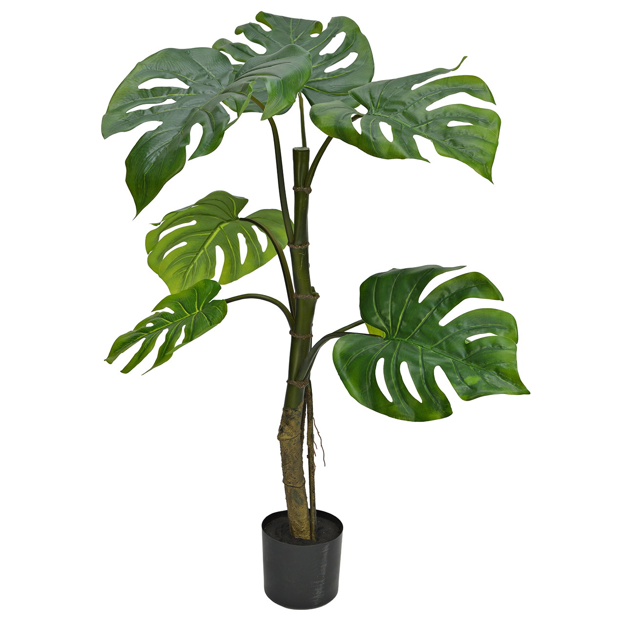 monstera, pflanze, topfpflanze, indoor, grün