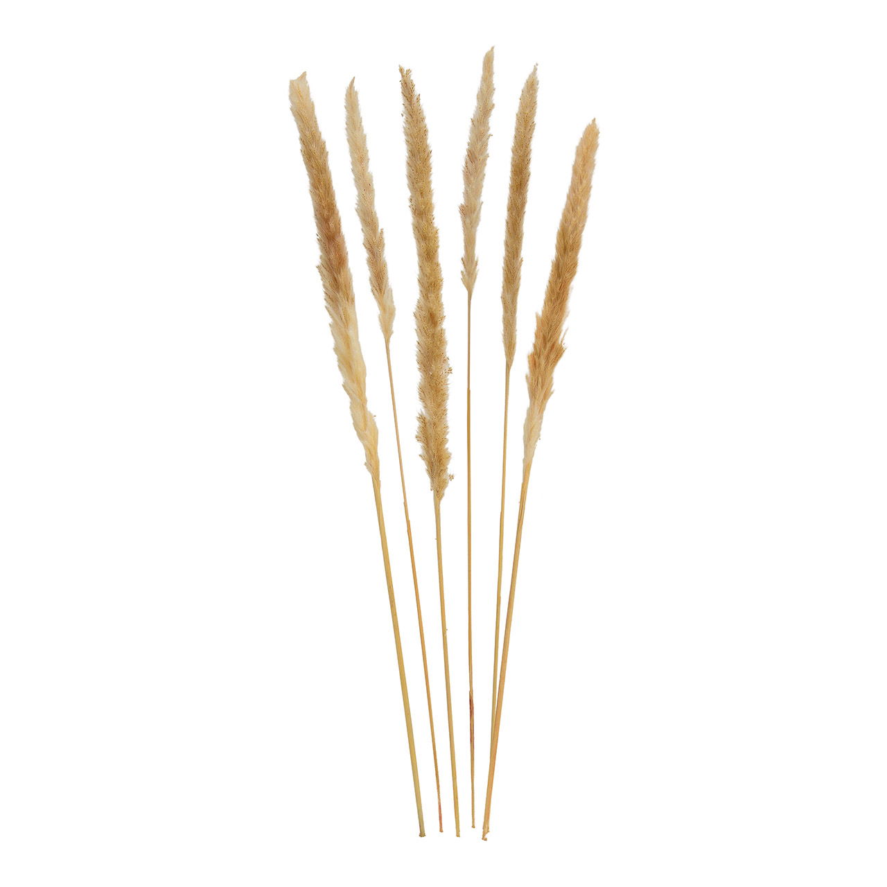 Herbe de la Pampa Beige 6er Set,75cm Herbe de la Pampa Beige 6er Set,75cm