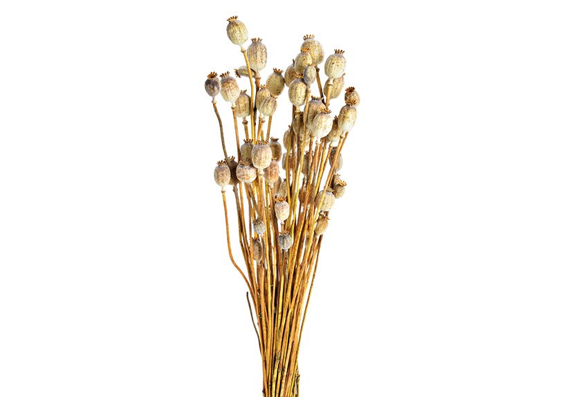 Bouquet de fleurs séchées Papaver en matière naturelle Nature (H) 50cm