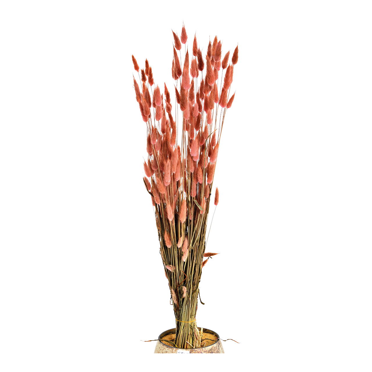 Trockenblumenstrauß Lagurus aus Naturmaterial, Grün/Rosa 100g (H) 50cm