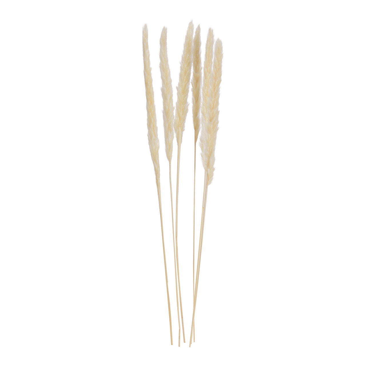 Pampas grass white set of 6, 75cm