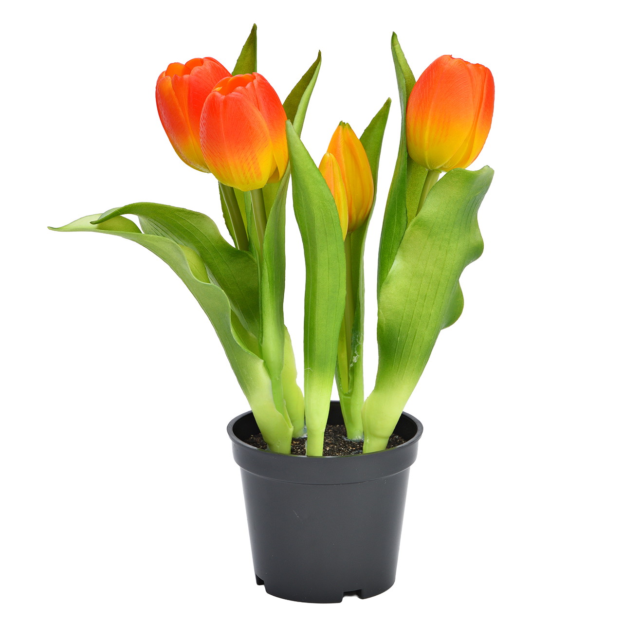 Tulipes en pot en plastique jaune, lot de 5 (L/H/P) 12 x 32 x 12 cm Tulipengewächse, Tulpen, Oranget Tulpe, Topfblume, Blätter grün