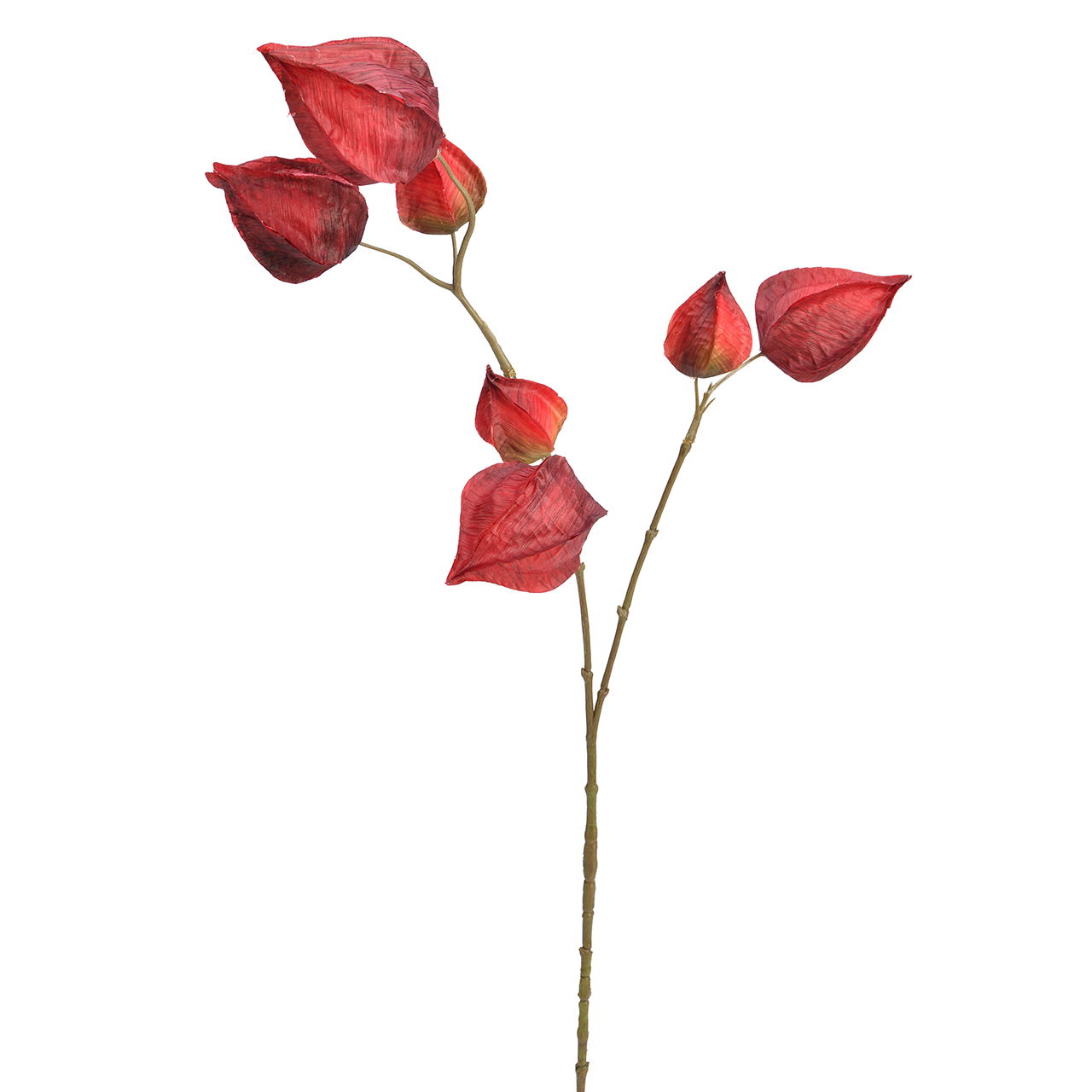 Blume, Pflanze, Blütenblatt