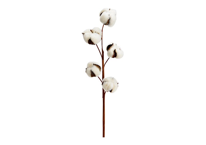 Cotton branch 5 heads of natural material nature (H) 50cm