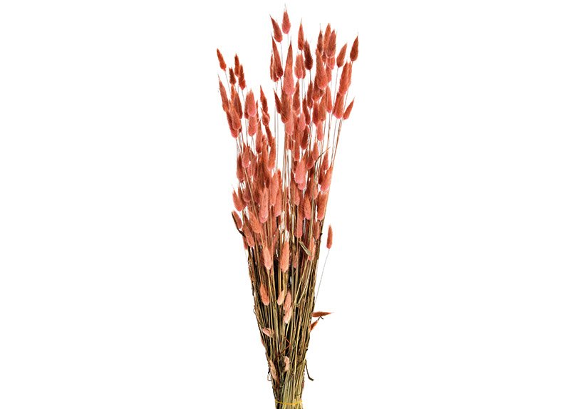 Trockenblumenstrauß Lagurus 100g aus Naturmaterial Pink/Rosa (H) 50cm