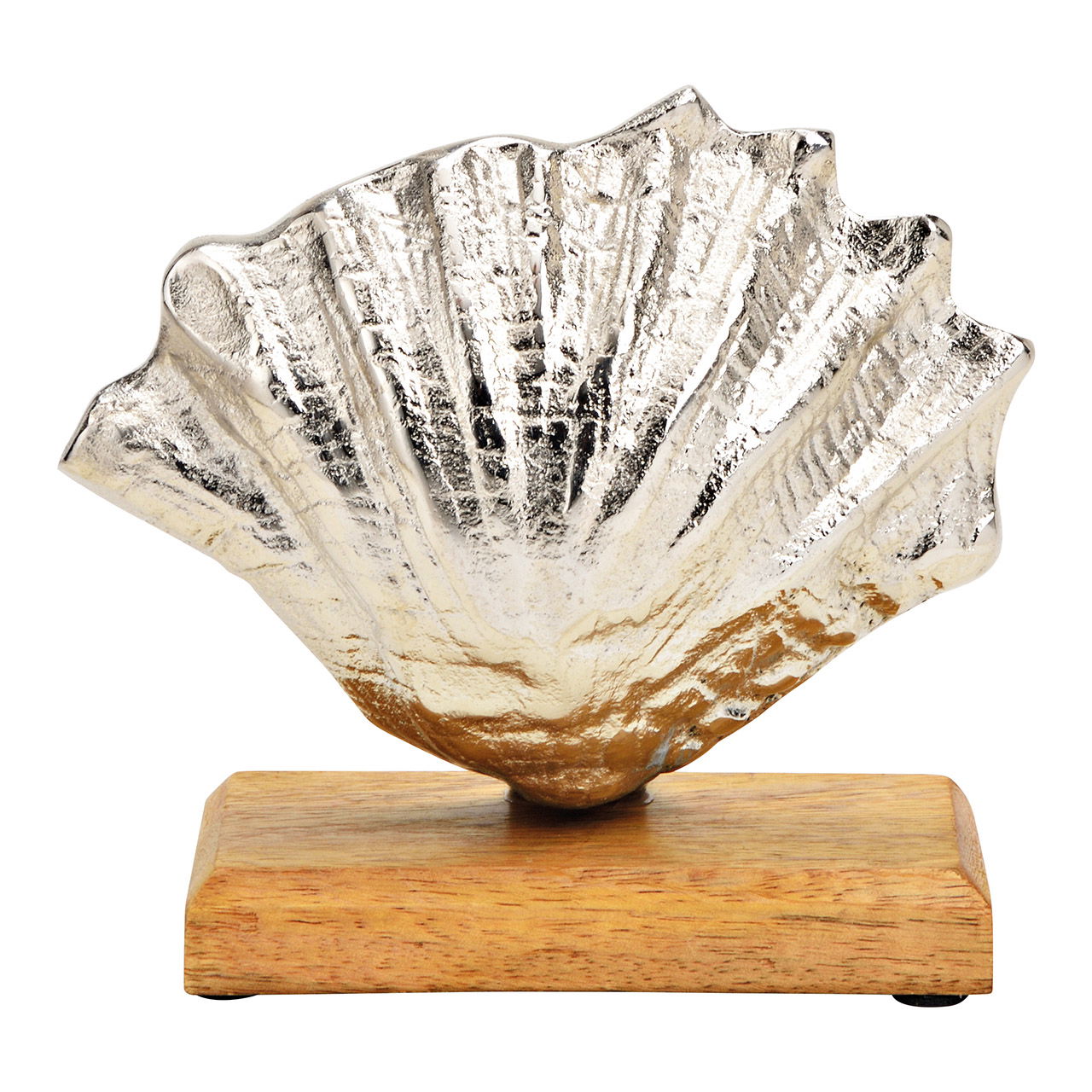 Display shell on mango wood silver metal base (W/H/D) 19x17x8cm