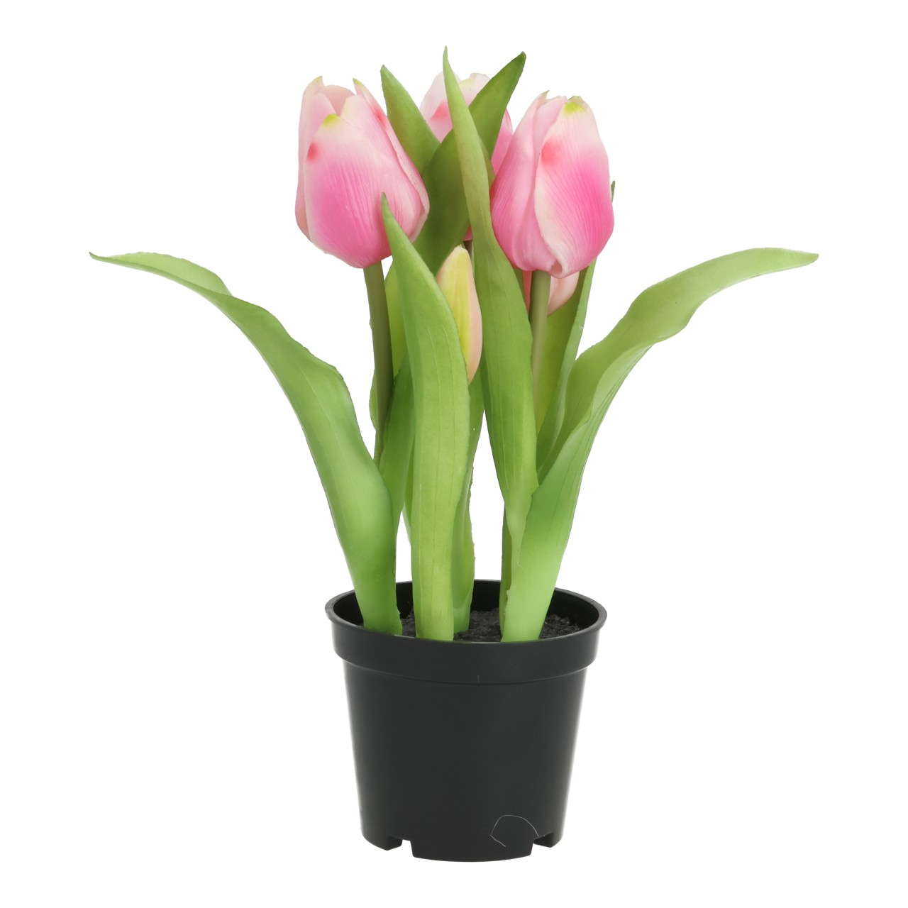 Tulpen, Pflanze, Topfpflanze, Pink Tulpe, grüne Blätter