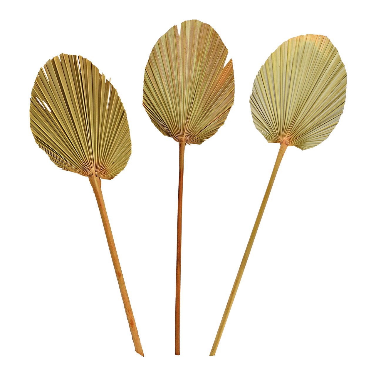 Juego de 3 hojas de palma de material natural, (ancho/alto) 15x60cm