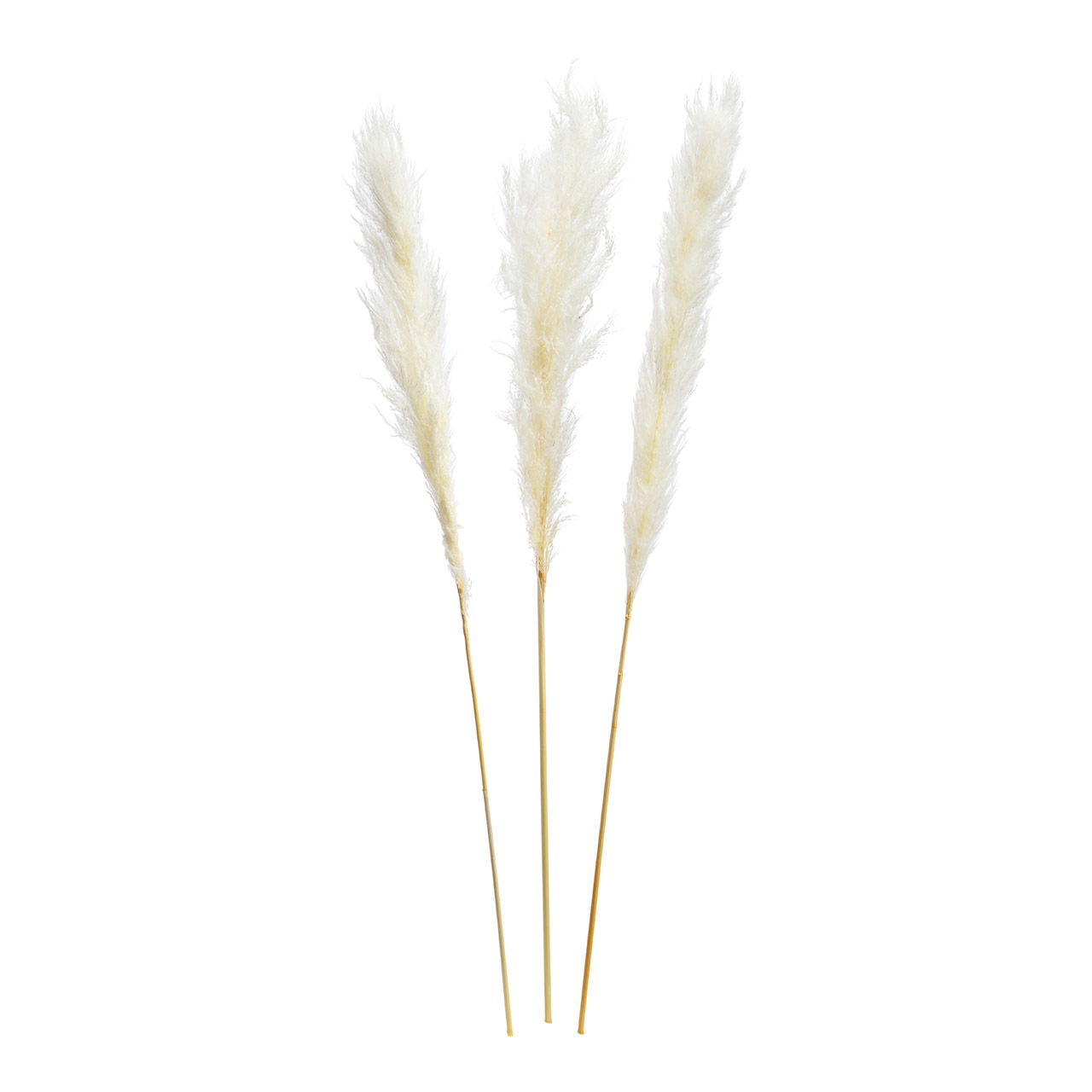 Pampas grass set of natural material White Set of 3, (H) 100-115cm