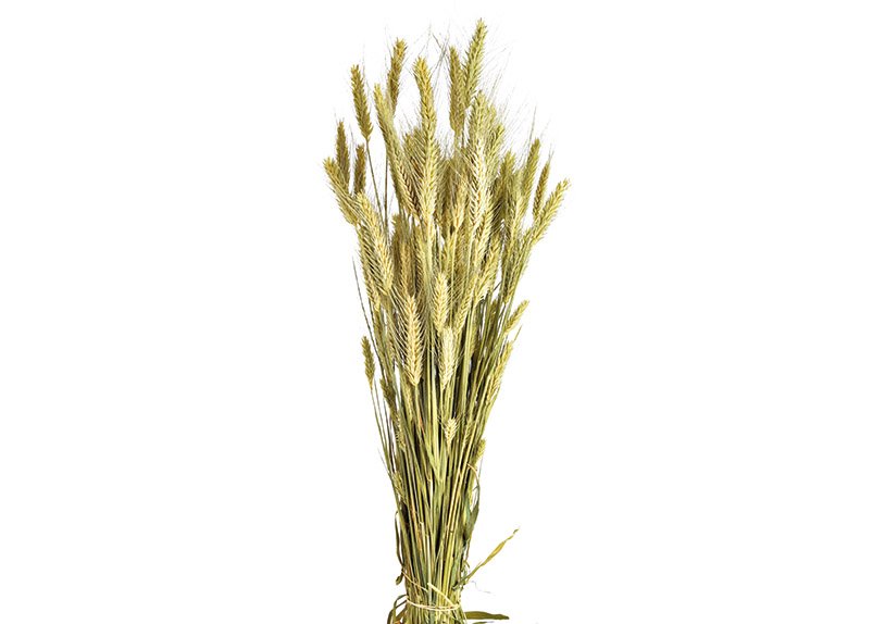 Dry flower bouquet Triticale made of natural material natural (H) 50cm