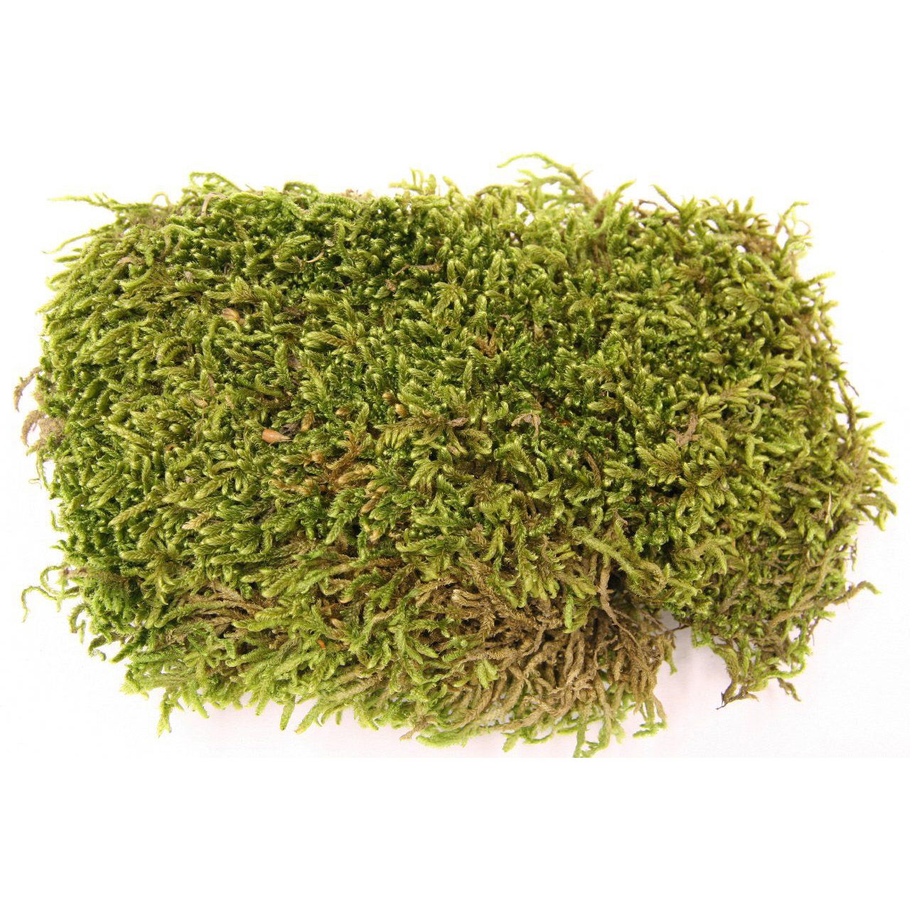 Muschio piatto, verde naturale 30g